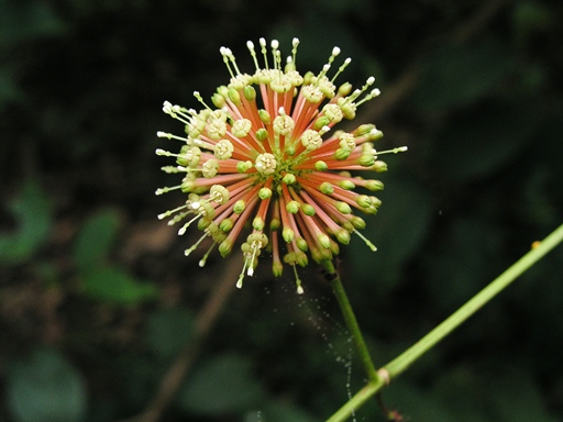 เขาวัว Uncaria laevigata Wall. ex G.Don<br/>RUBIACEAE